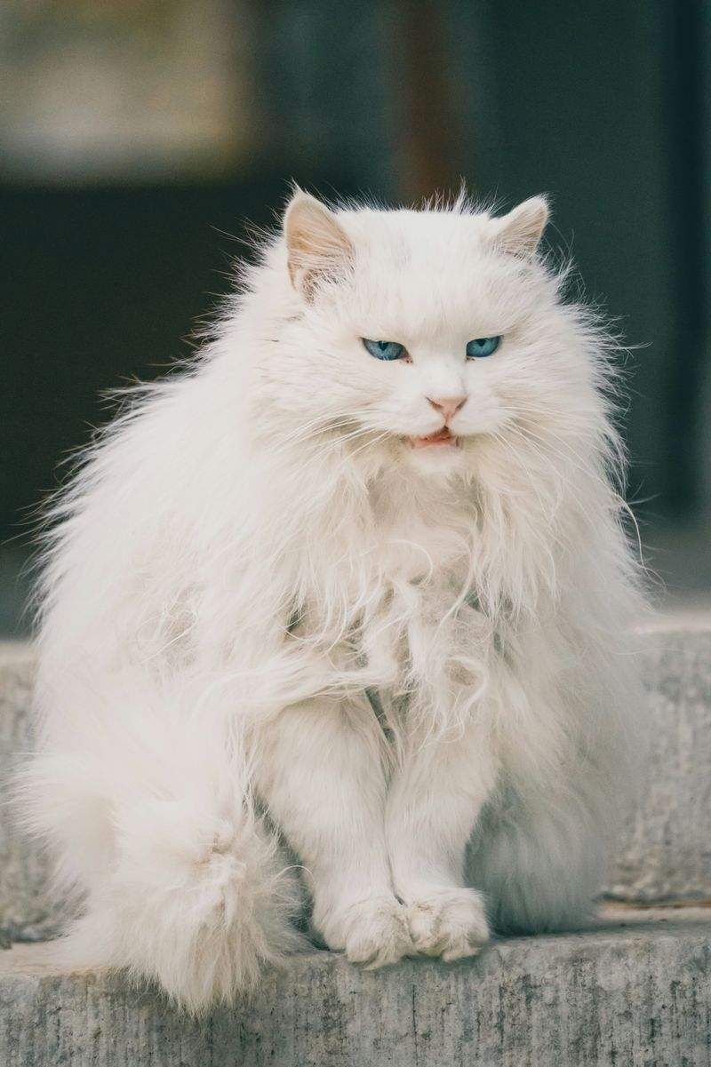 春の模様替えで猫がもっとくつろげるお部屋づくり