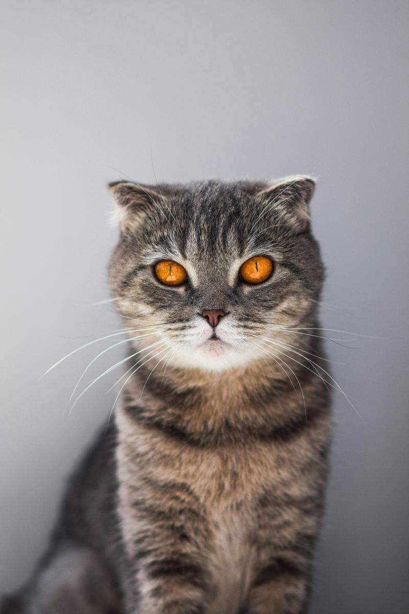 初めてでも安心しやすい保護猫との接し方