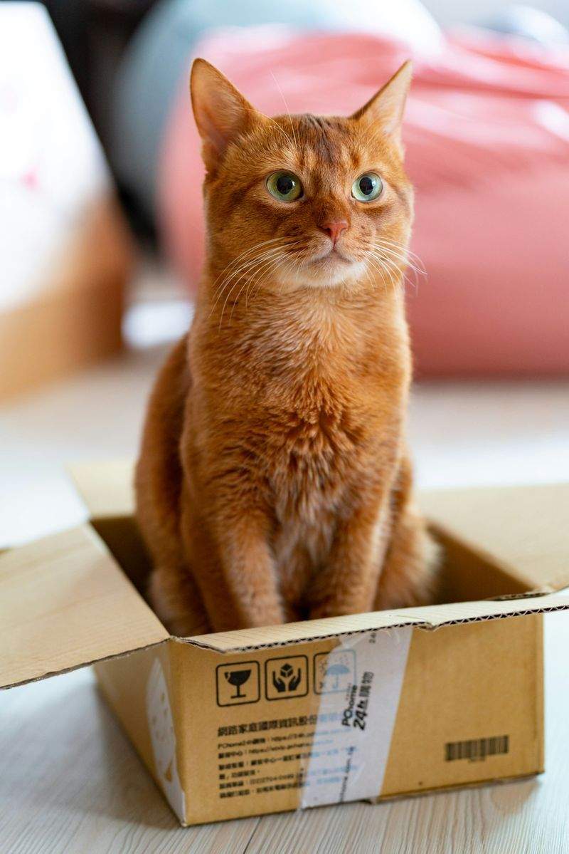 多頭飼いの家庭における日々のケア調整を効率化
