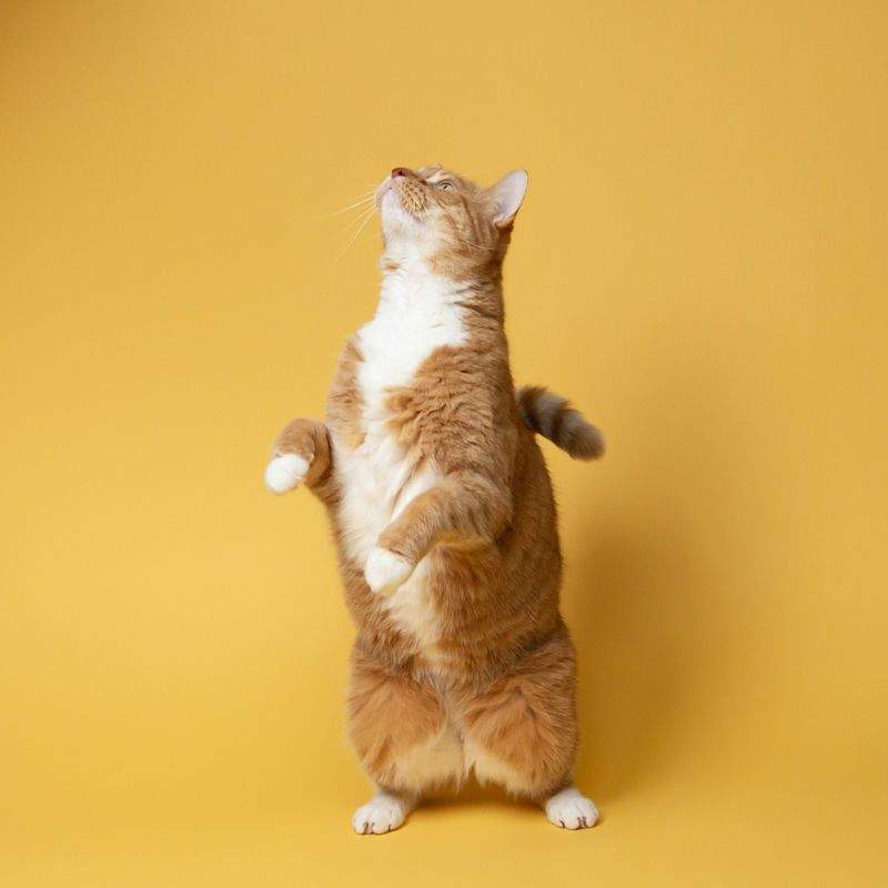 猫に特化したサービスの導入初日対応力を向上させる