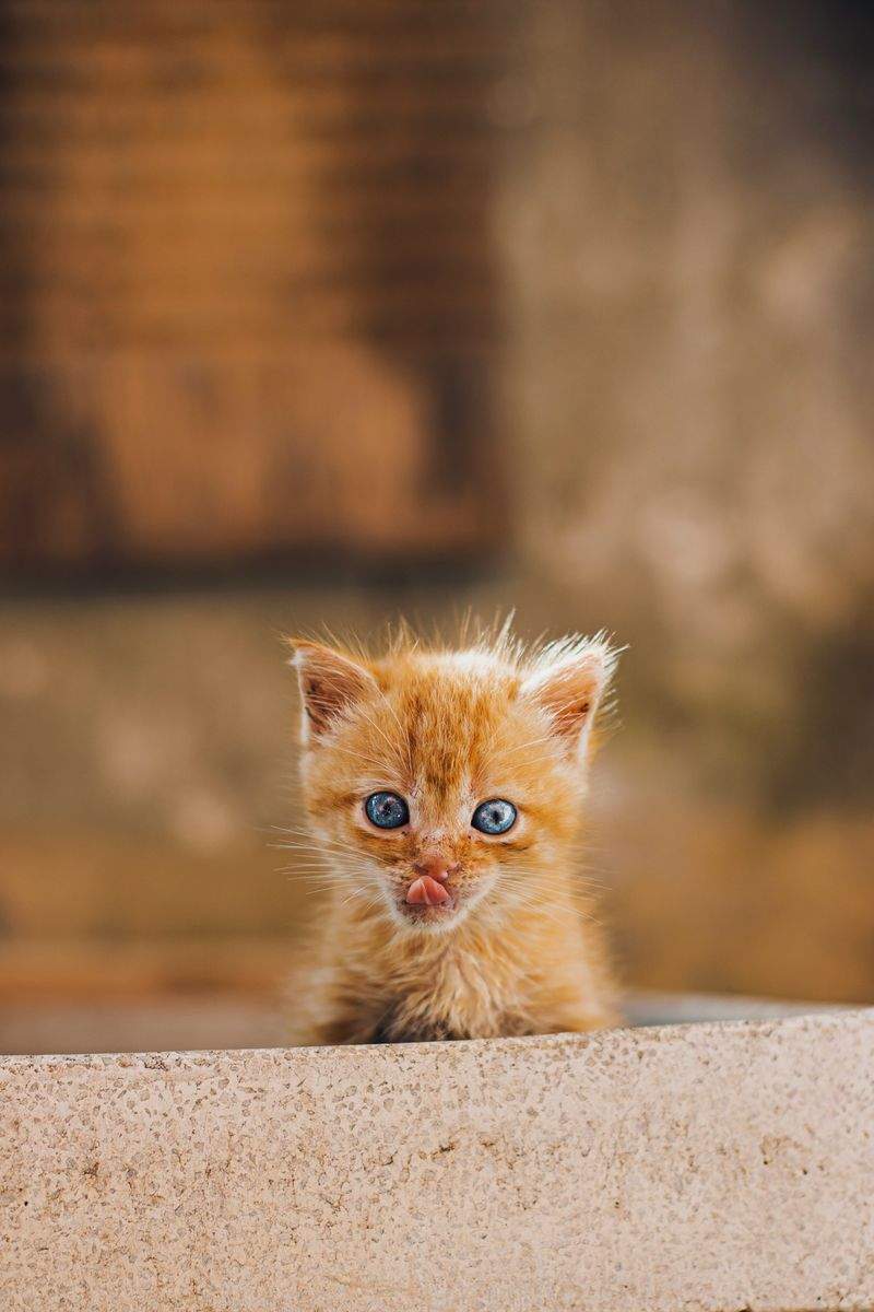 猫の健康相談
