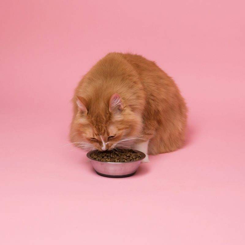 猫用品セレクト販売