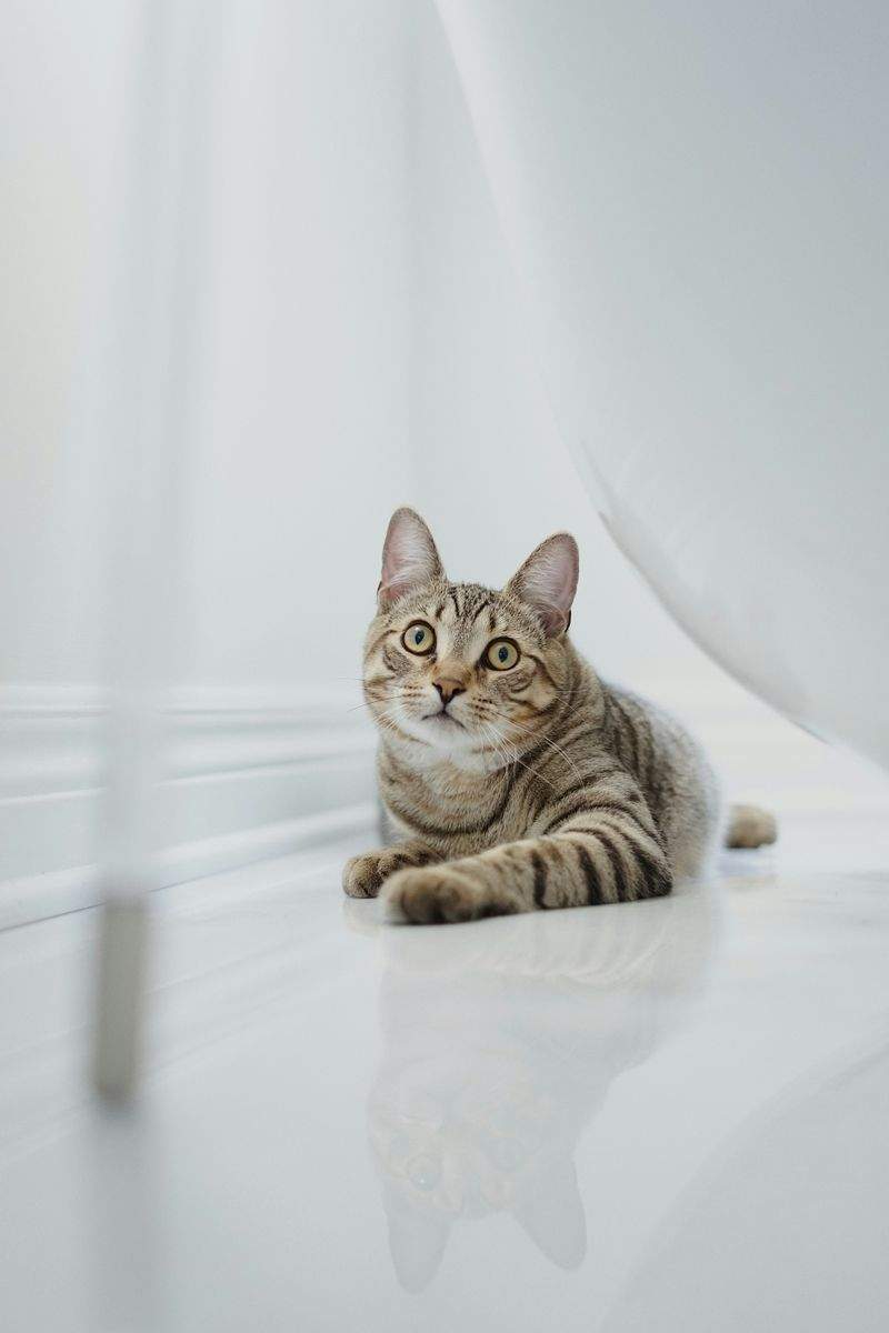 子猫向け生活サポート