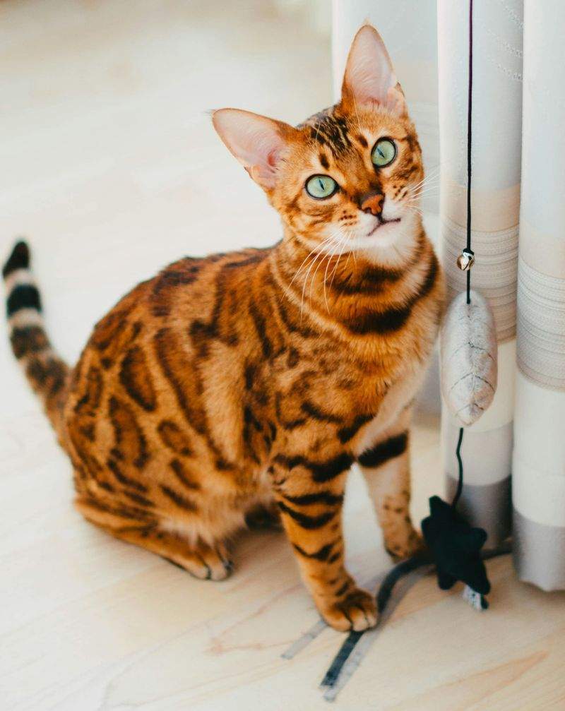 多頭飼育向けケア提案